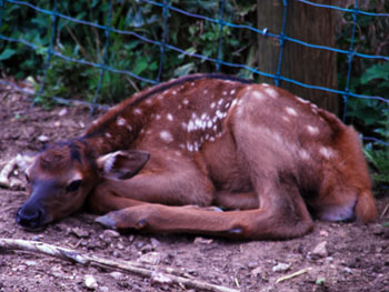 Elk Calf