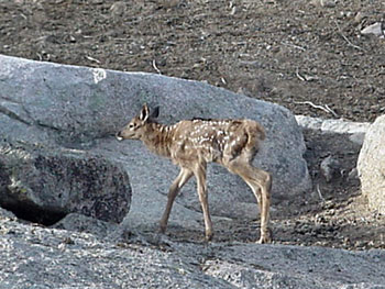 Elk Calf