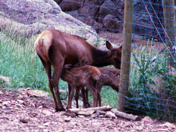 Mom and Calves