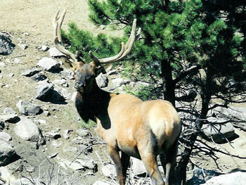 Bull Elk