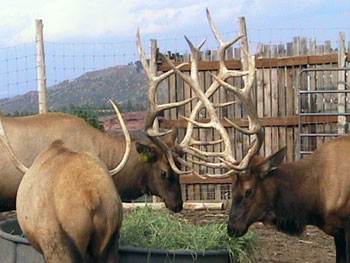 Bull Elk