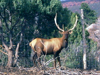 Bull Elk