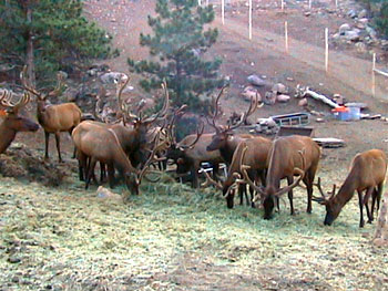 Bull Elk
