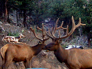 Bull Elk