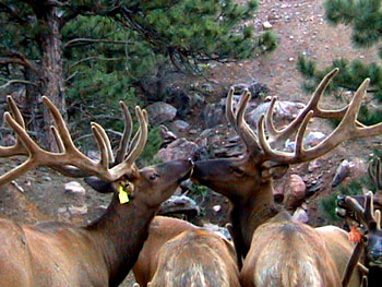 Bull Elk