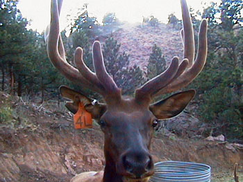 Bull Elk