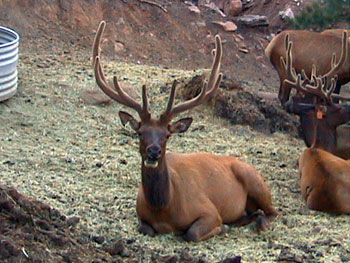 Bull Elk