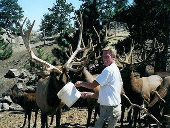 Save the Elk and Deer Foundation from CWD