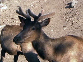 Save the Elk and Deer Foundation from CWD