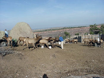 Dennis with Elk Herd